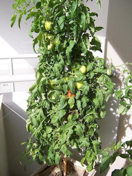 Tomato Roma: характеристики и описание на сорта