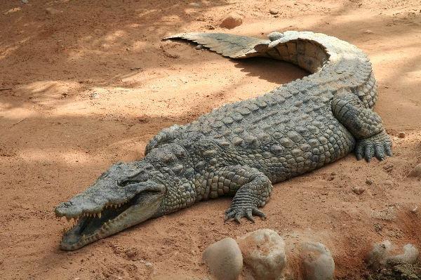 Тълкуване на мечтите: за какво мечтаеха крокодилите