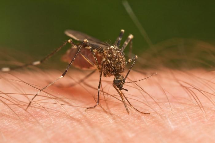 Как се размножават комарите?