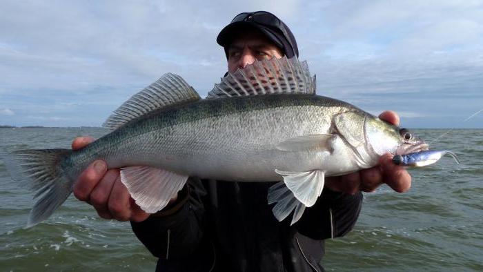 Залив Калининград: риболов на кадифе